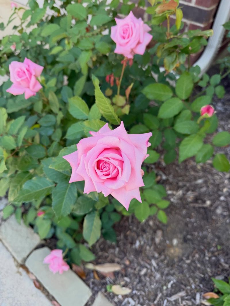 Roses Benefit From Spring Feeding