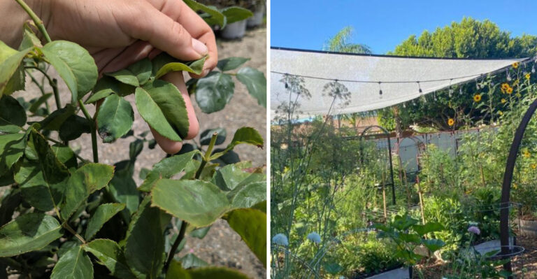 What To Fix In Your Georgia Garden Before Heat Starts Damaging Plants