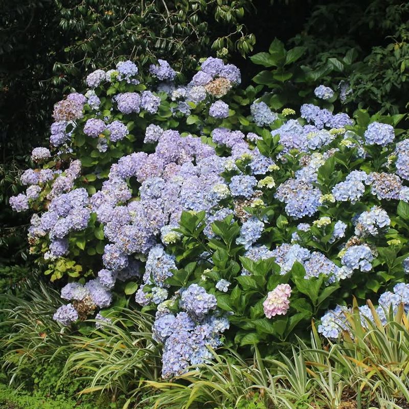 California Lilac Bursting With Spring Color