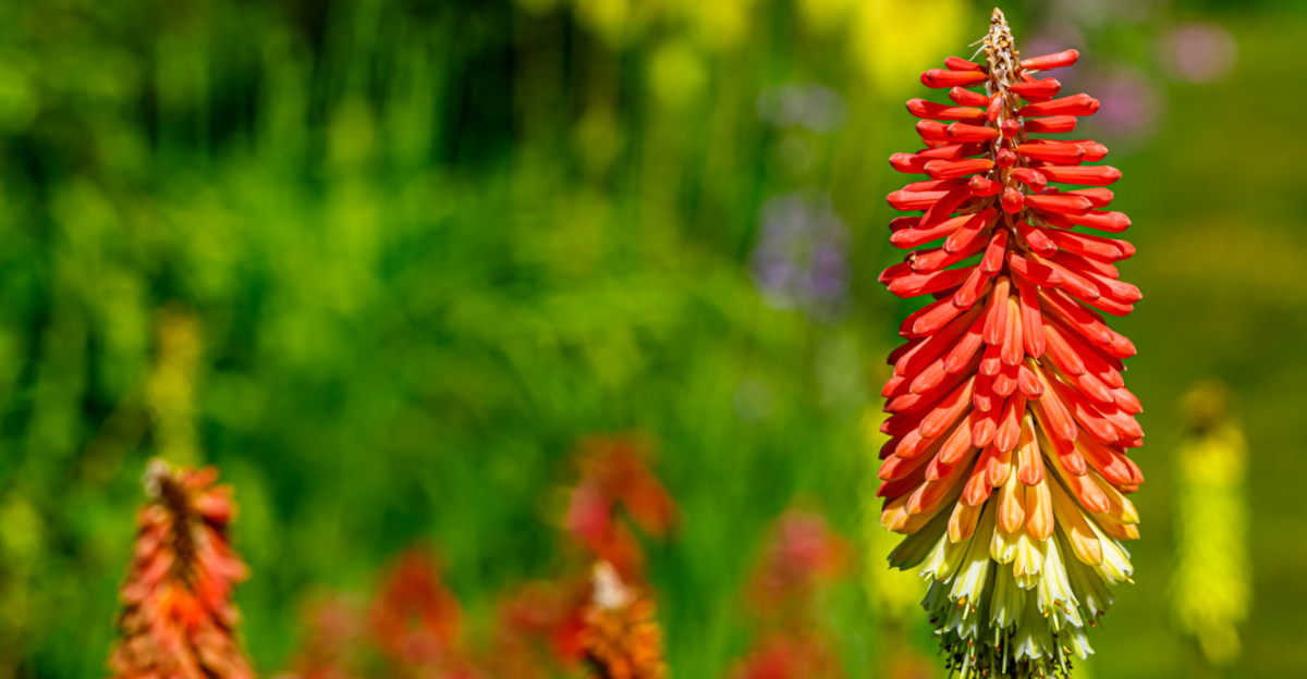 What To Grow In California If You Want A Beautiful Yard Without Constant Watering