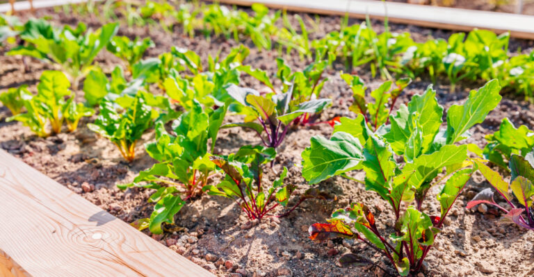 swiss chard in garden bed