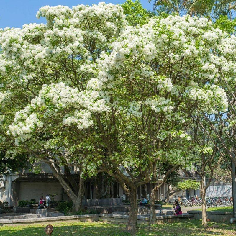 Fringe Tree Compared To Crape Myrtle