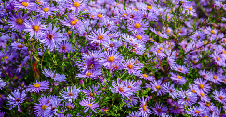 What To Plant In April In Michigan If Your Yard Has Heavy Clay Soil