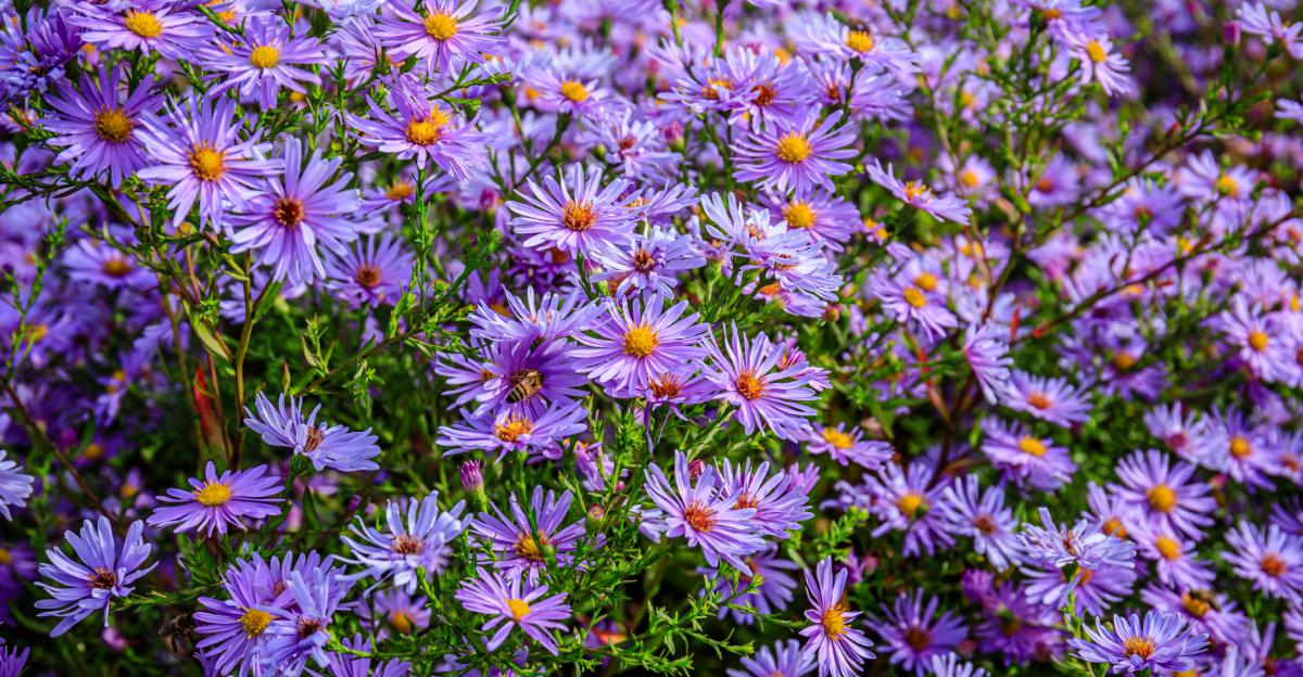 What To Plant In April In Michigan If Your Yard Has Heavy Clay Soil