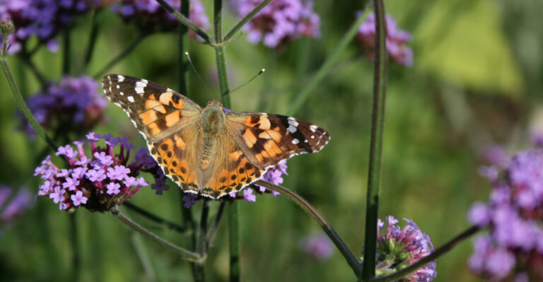 Butterfly Painted lady (Vanessa cardui ) on purple flowers of verbena bonariensis