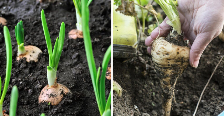 What To Plant In April In Southern Michigan Vs Northern Michigan