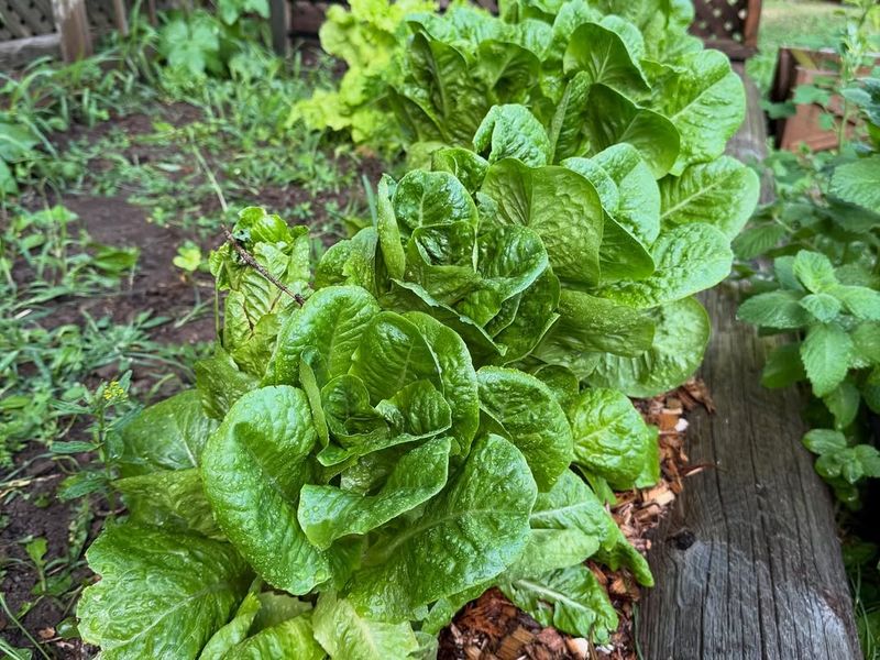Lettuce For Fast Fresh Spring Harvests