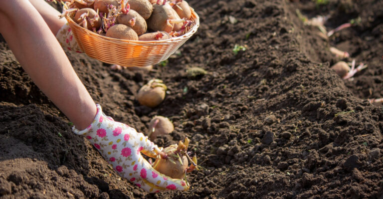 What To Plant In April In Western North Carolina Vegetable Gardens