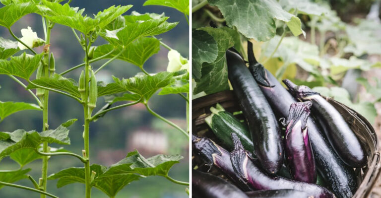 okra and eggplant