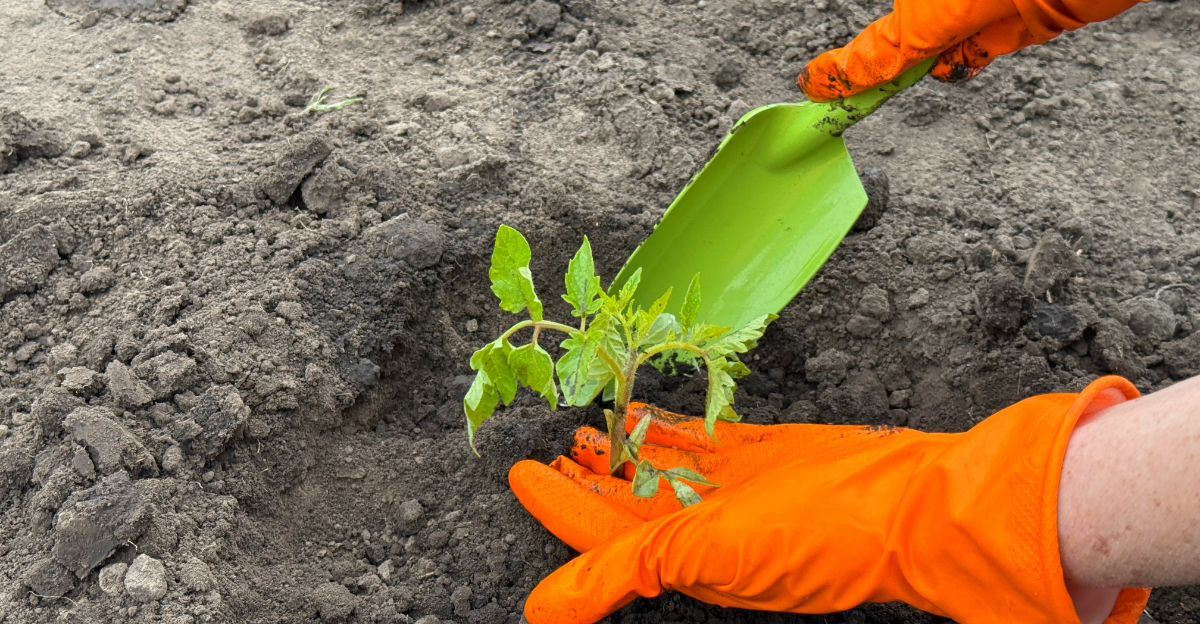 What To Plant In Northeast Ohio In Late Spring