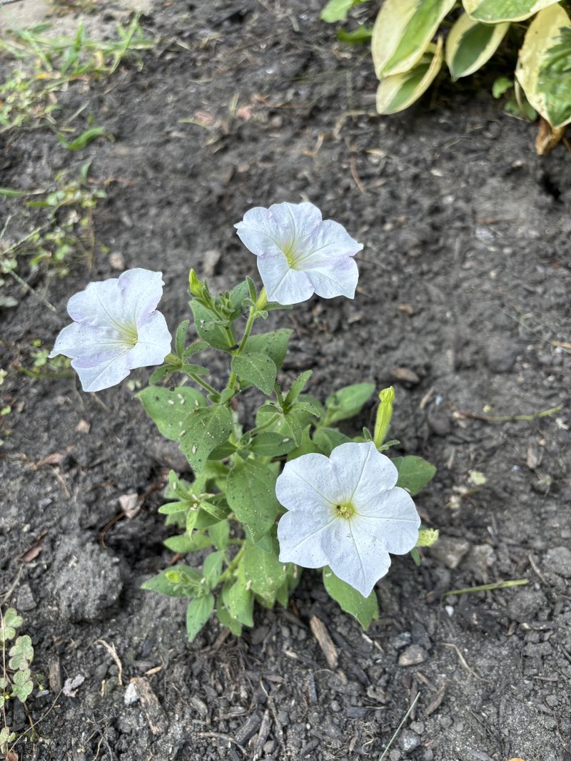 Petunias Bring Fast Color To Sunny Ohio Beds