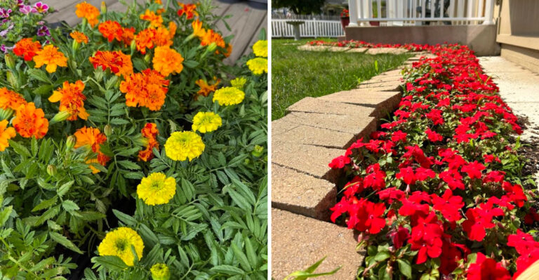 What To Plant In Ohio After Tulips Fade So Beds Do Not Look Empty