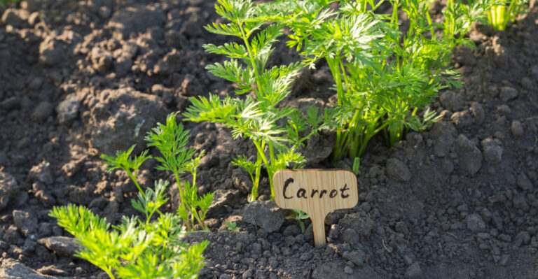 What To Plant In Oregon Right Now Before The Season Moves Too Far Ahead