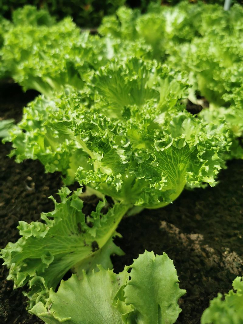 Lettuce Fits Easily Between Strawberry Plants Without Competing