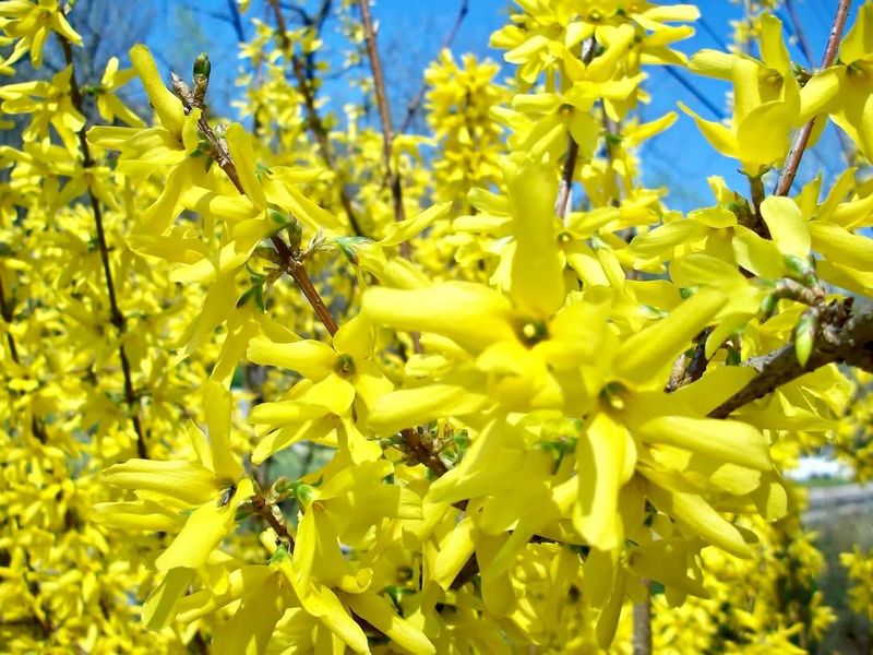 Forsythia For A Fresh New Shape