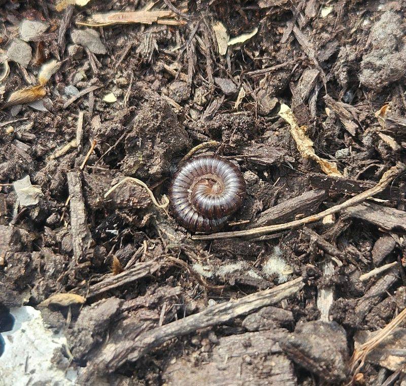 More Insects Point To Active, Healthy Soil