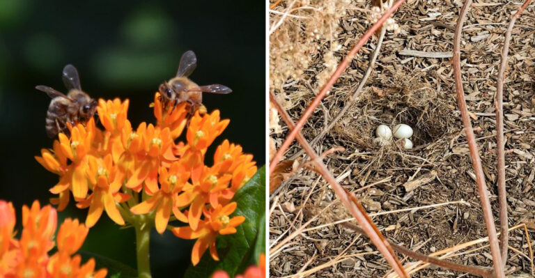 What Wildlife Activity Means For Your Georgia Garden