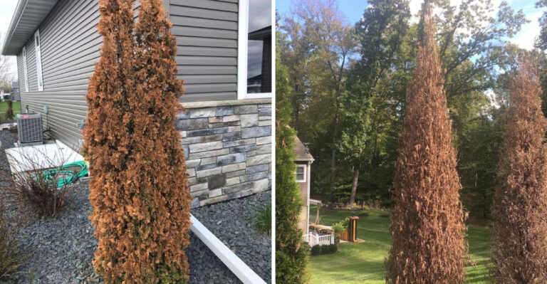 What Winter Burn Really Looks Like On Arborvitae In Michigan