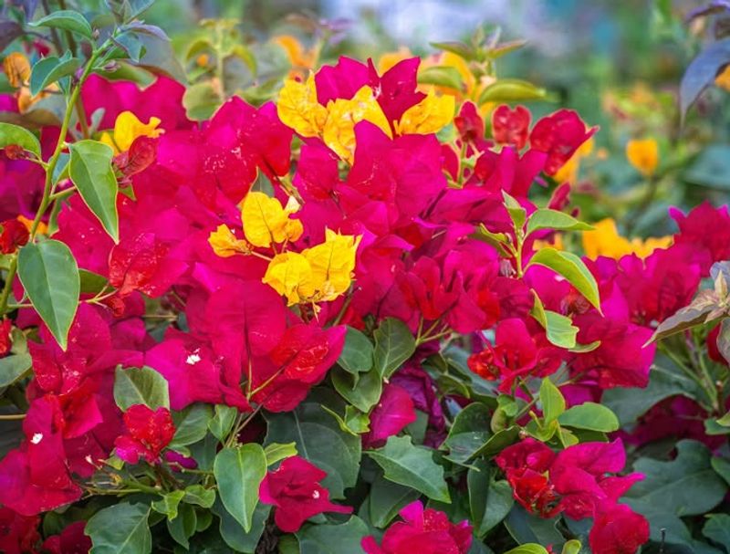 Full Sun Exposure Supports Strong Growth As Temperatures Rise