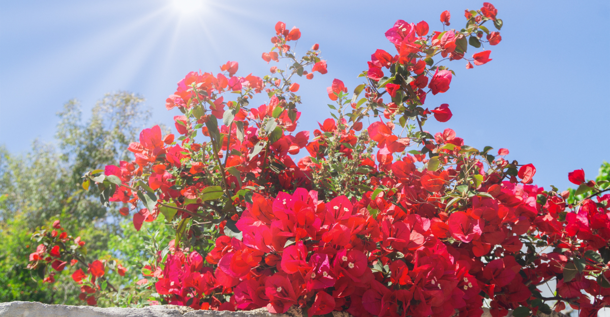 Bougainvillea (featured image)