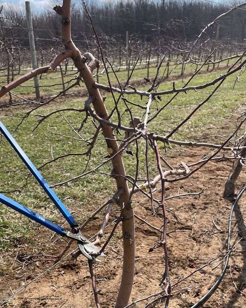 Finish Dormant Or Early Spring Pruning
