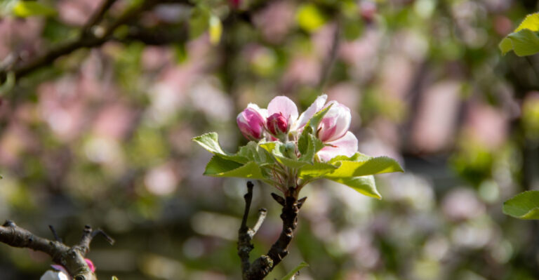 What Your Ohio Apple Trees Need In April For A Healthier Harvest