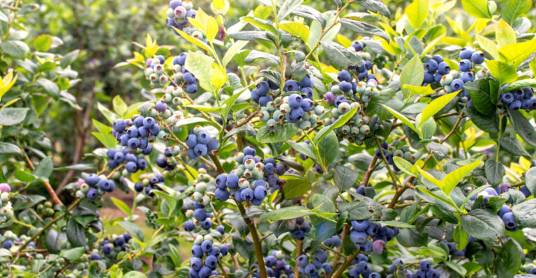What Your Ohio Blueberries Need In April For Better Fruit Production