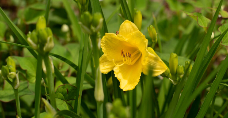 What Your Ohio Daylilies Need In April For A Longer Bloom Season