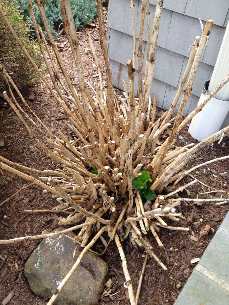 Clean Up Winter Damage Before New Growth Takes Off