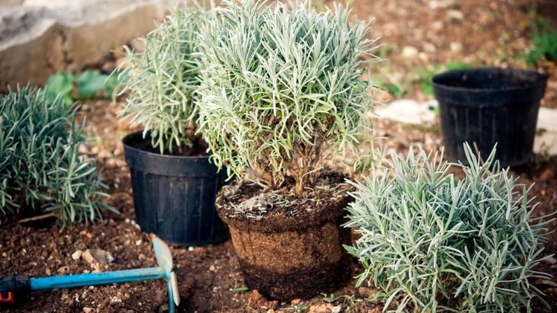 Improve Drainage Before Spring Rains Set In