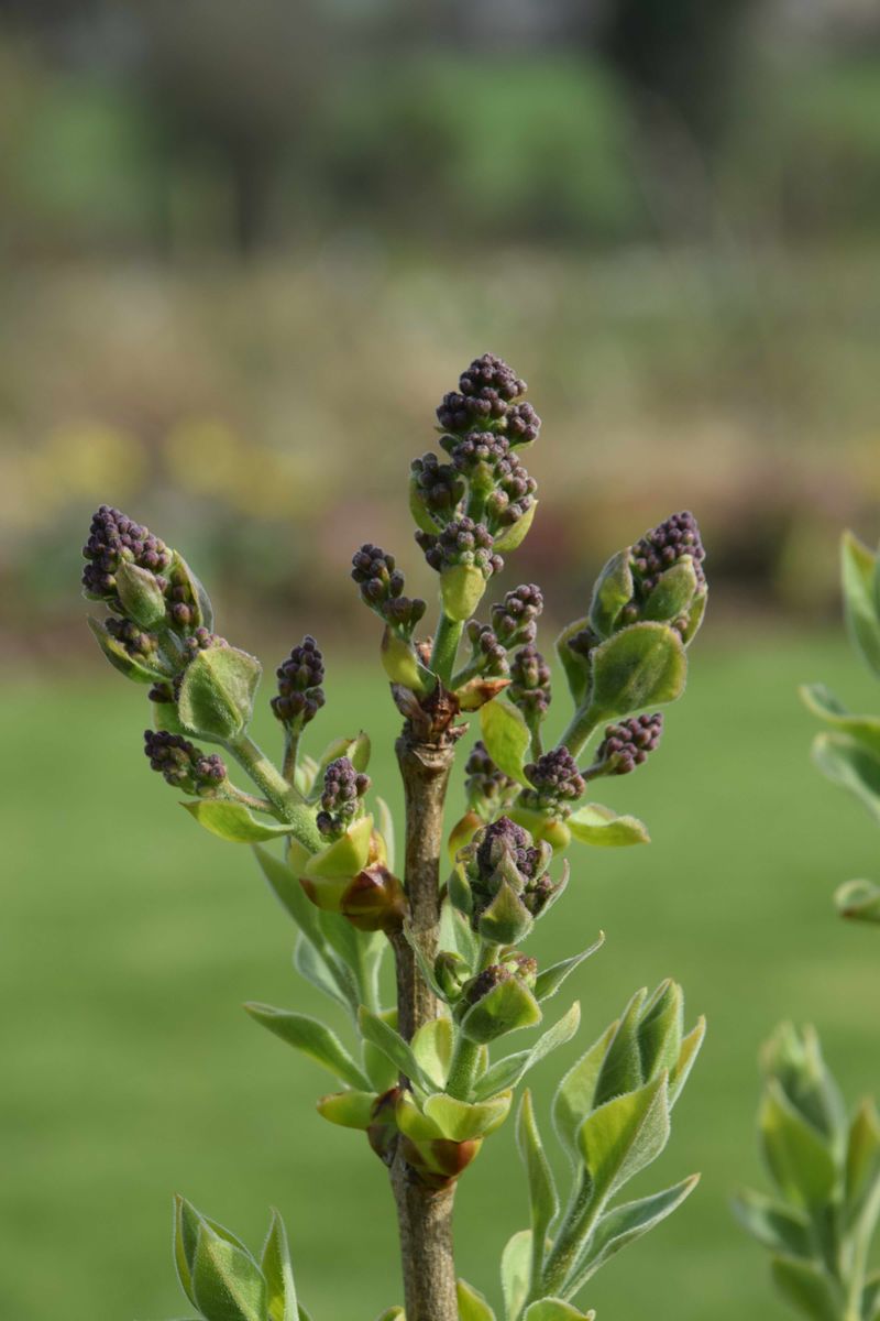 Step In When Buds Start Filling Out