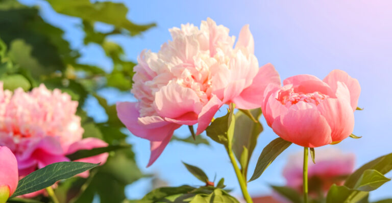 What Your Ohio Peonies Need In April For More Flowers And Stronger Stems