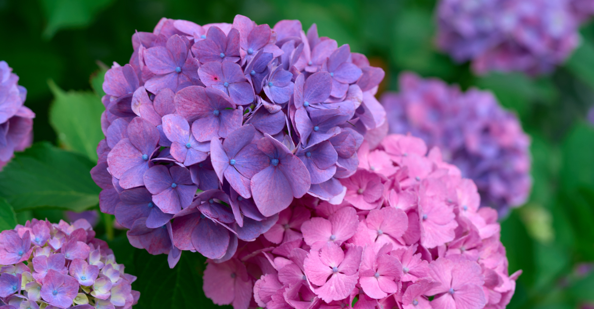 hydrangea