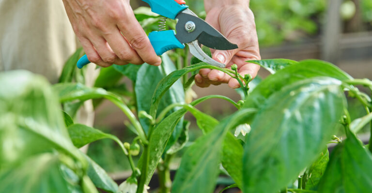 pruning peppers
