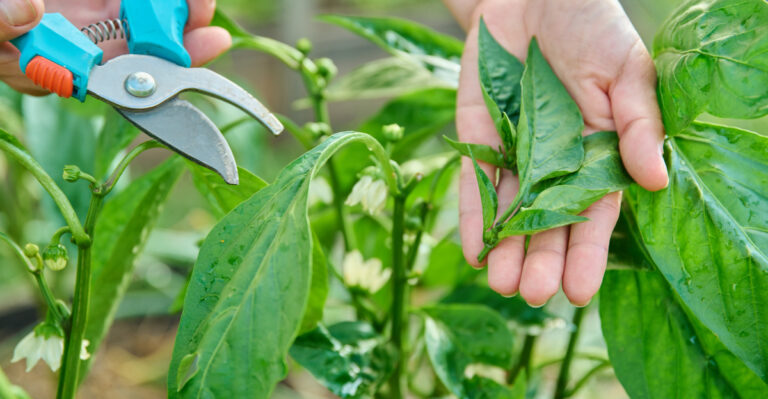 pruning pepper plant