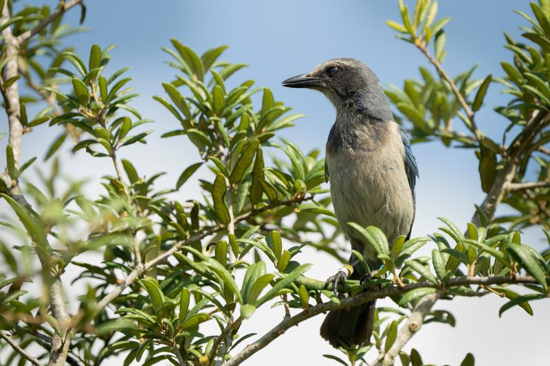 What Florida Law Says About Trimming Trees During Nesting Season