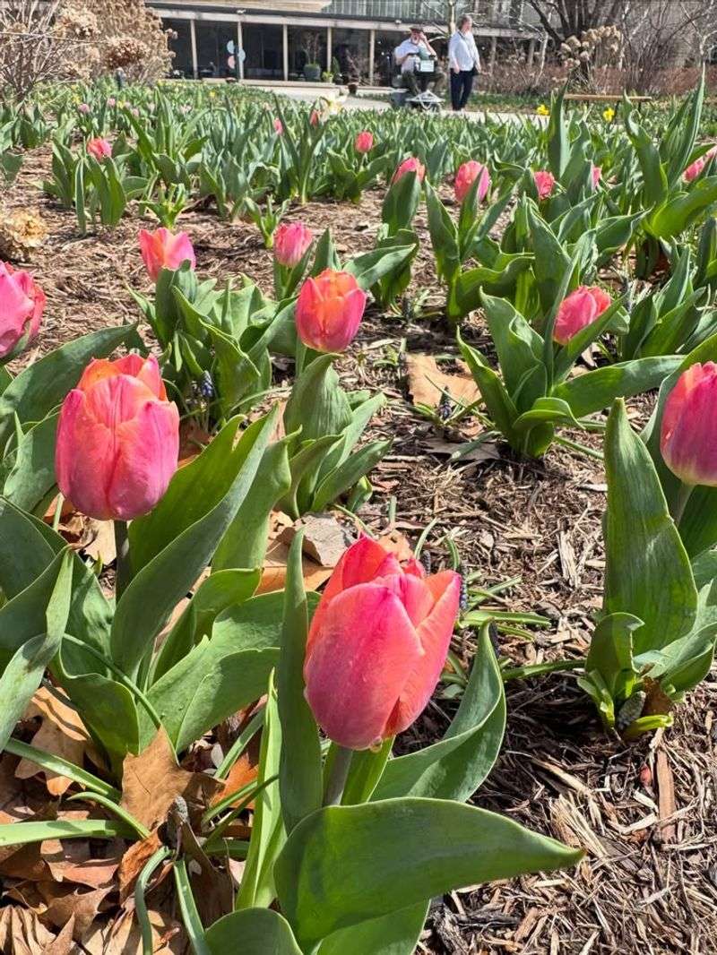 How To Remove Covers Without Stressing Plants