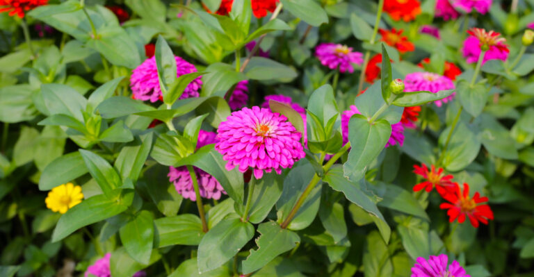 colorful zinnias