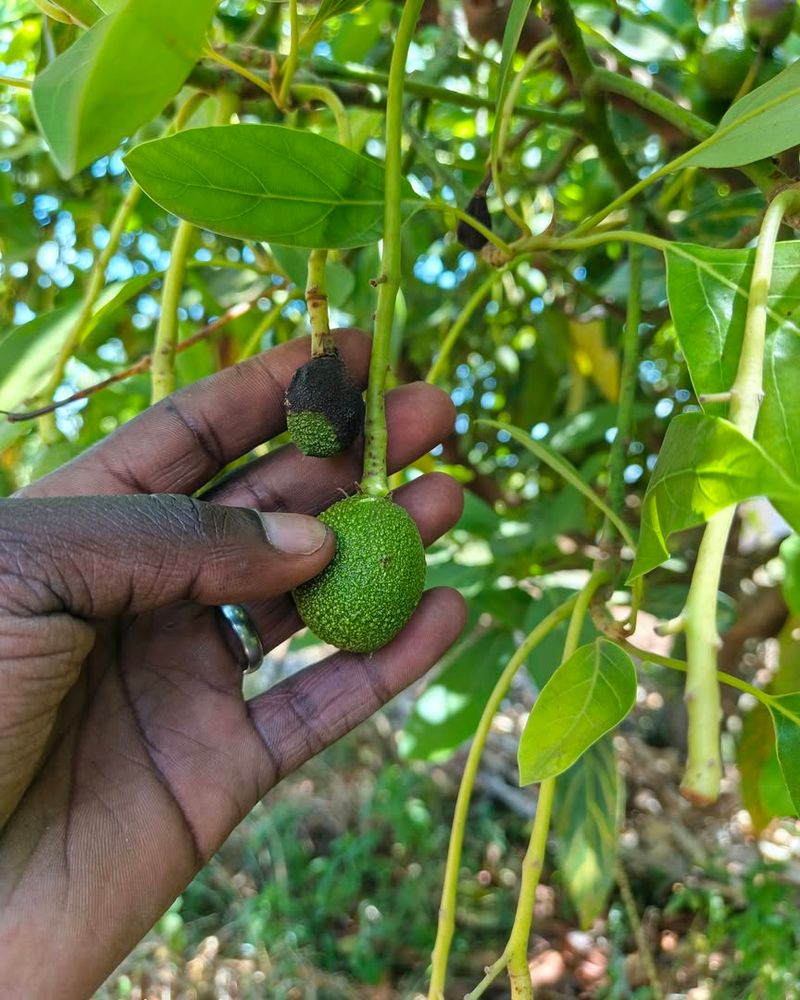 The Watering Mistake That Cuts Fruit Set
