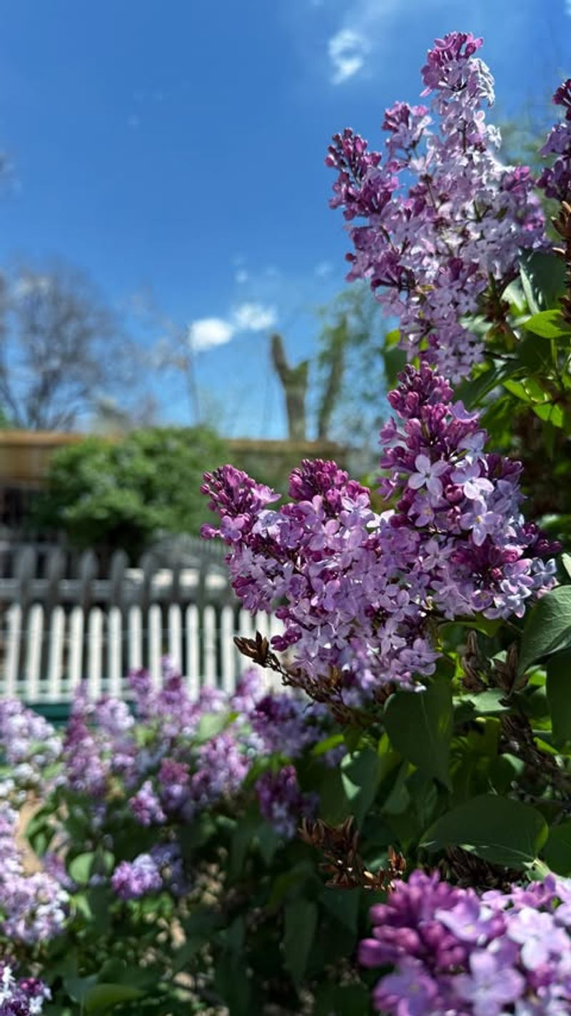 With Lilac, Wait Until The Blooms Are Done