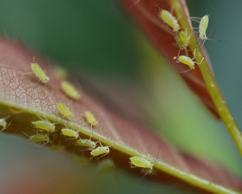 How To Prevent Aphids From Returning To New Growth