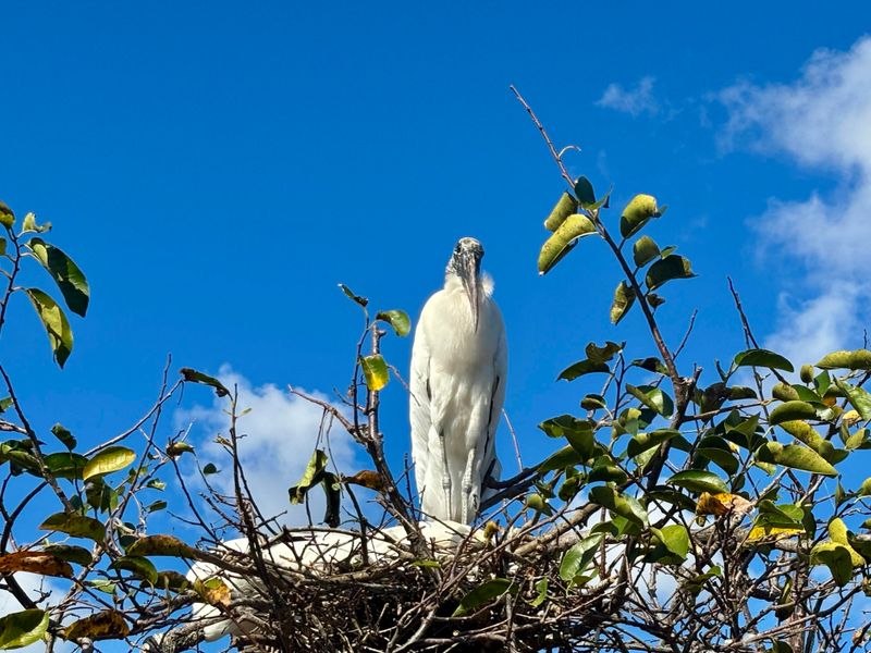 Risks Of Trimming Trees During Peak Nesting Activity