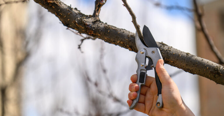 When Ohio Gardeners Should Stop Pruning