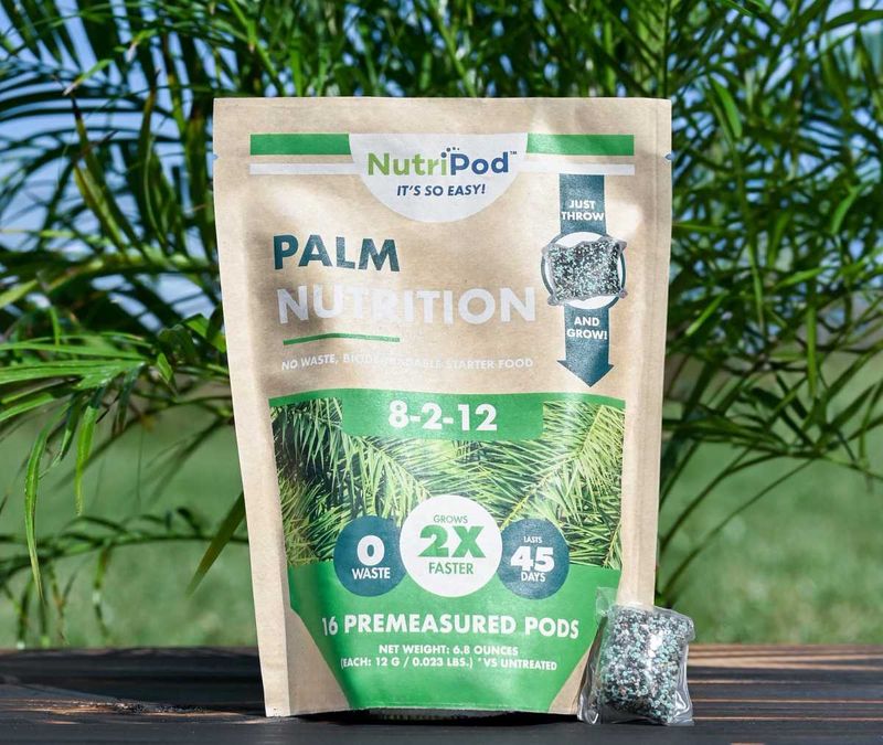 How To Feed Palms The Safer Way For Better Long-Term Health