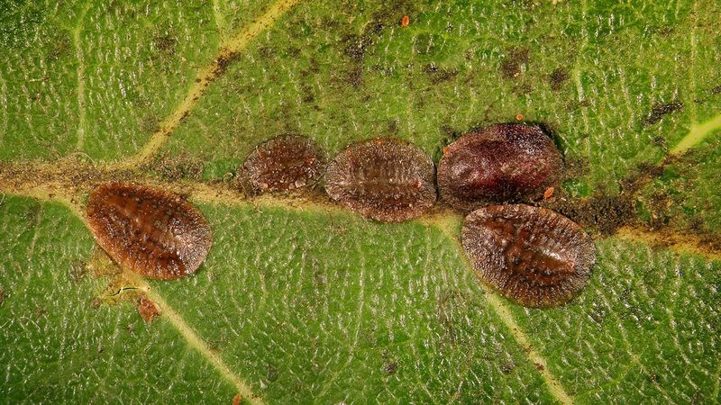How To Stay Ahead Of Scales And Other Spring Pest Problems