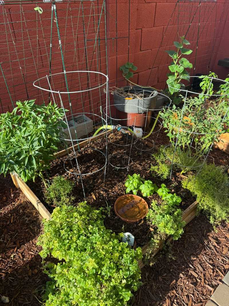 Wait Until Soil Warms And Roots Begin To Establish Before Mulching