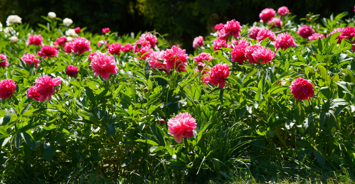 When To Plant Peonies In Ohio