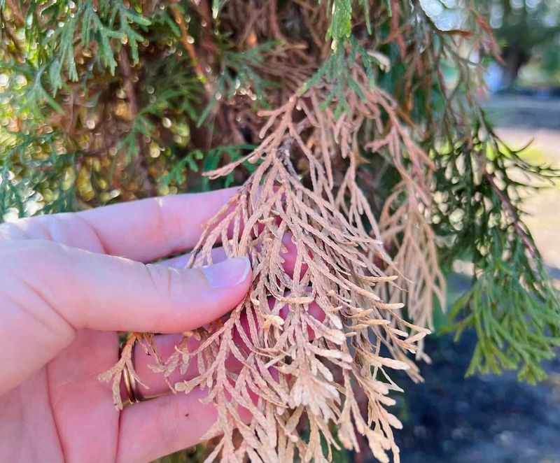Wait Until Early To Mid Spring Before Pruning