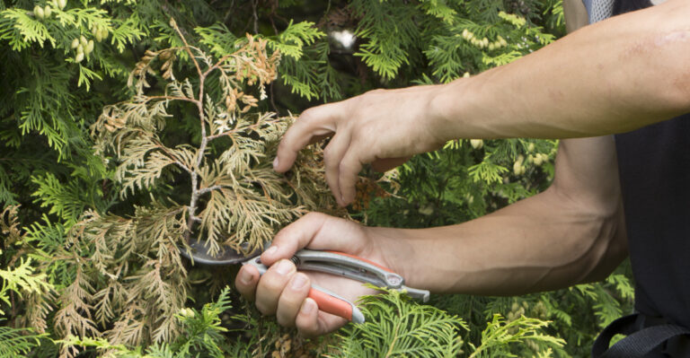 pruning arborvitae