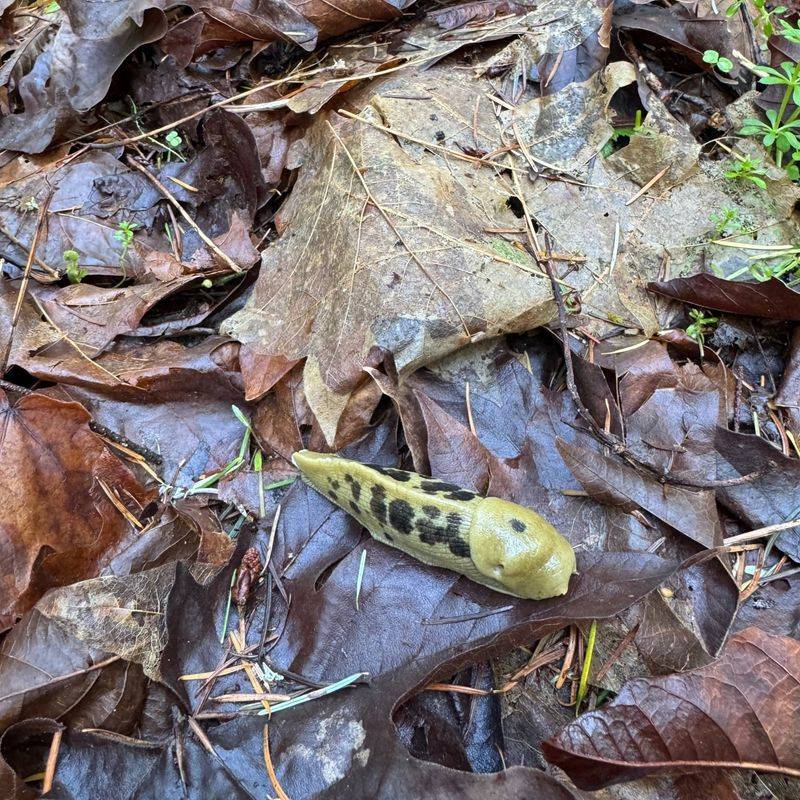 Pair It With Other Slug Tricks